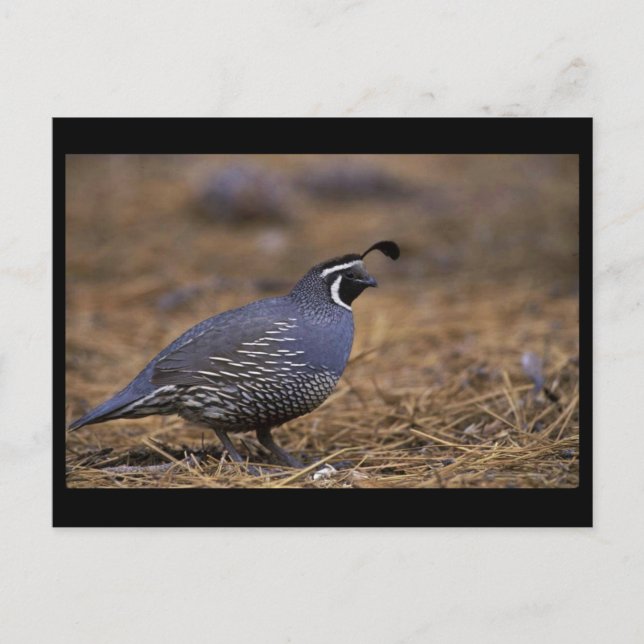 California Quail Vykort (Framsida)