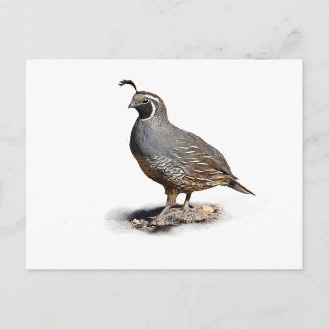 CALIFORNIA QUAIL VYKORT (Framsida)