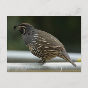 California Quail Vykort