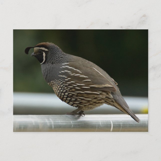 California Quail Vykort (Framsida)