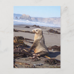 California Red Seal Vykort
