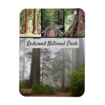 California Redwood National Park Sequoia Träd