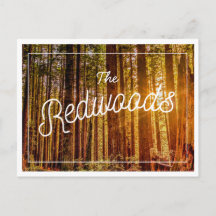 California Redwood Photo Postcard