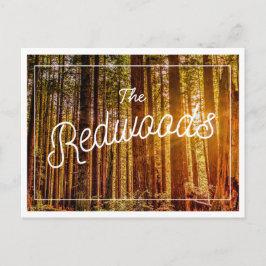 California Redwood Photo Postcard Vykort