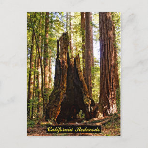 California Redwood Postcard Vykort