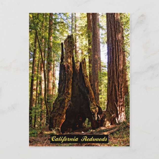 California Redwood Postcard Vykort (Framsida)