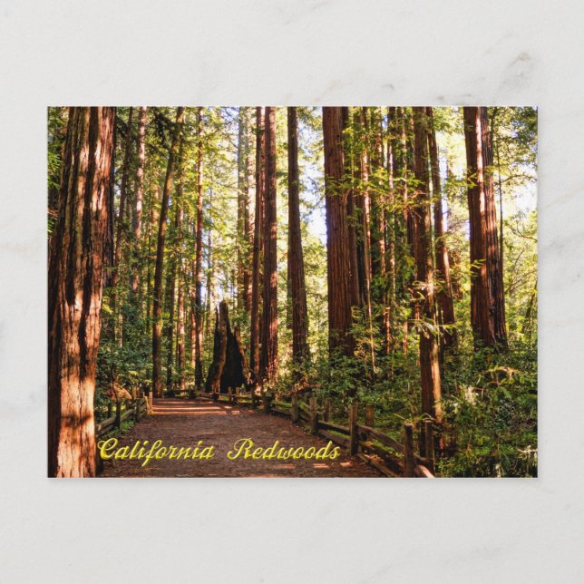 California Redwood Postcard Vykort (Framsida)