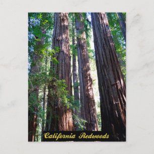 California Redwood Postcard Vykort