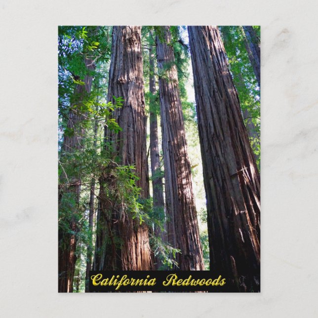California Redwood Postcard Vykort (Framsida)