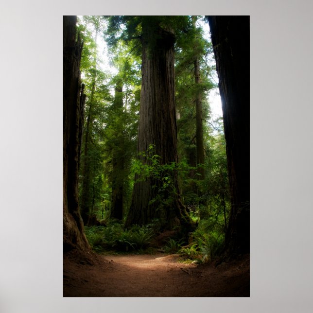 California Redwood Poster (Framsidan)