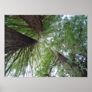 California Redwood Print Poster