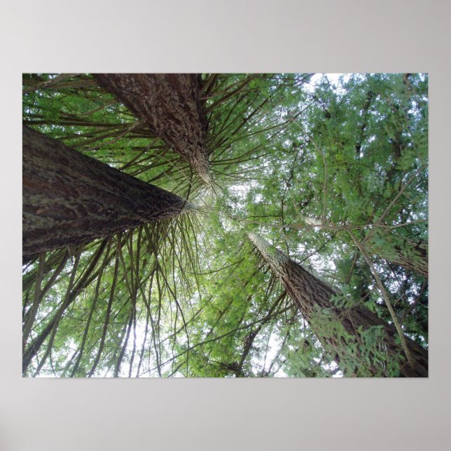 California Redwood Print Poster (Framsidan)