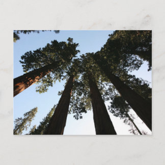 California Redwood Träd vykort