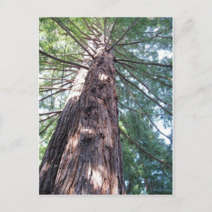 California Redwood Upshot Vykort