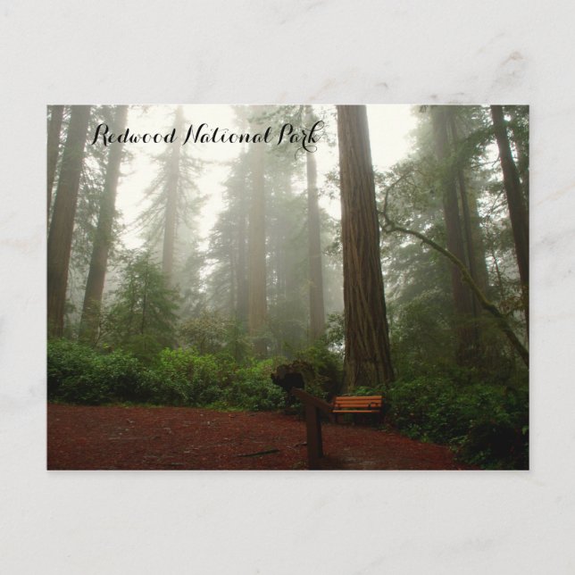 California Redwood Vykort (Framsida)