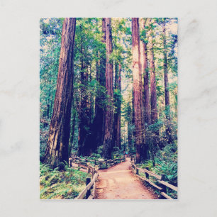 California Redwood Vykort