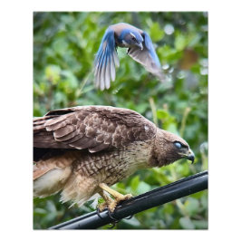 California SCrub Jay Attacking Red-tailed Hawk Fototryck