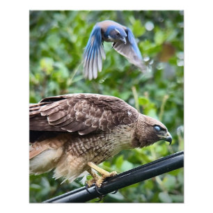 California SCrub Jay Attacking Red-tailed Hawk Fototryck