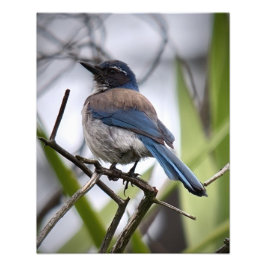 California SCrub Jay Fototryck