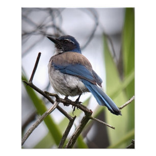 California SCrub Jay Fototryck