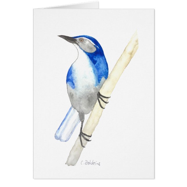 California SCrub Jay Hälsningskort (Framsidan)