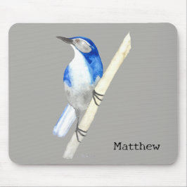 California SCrub Jay Musmatta