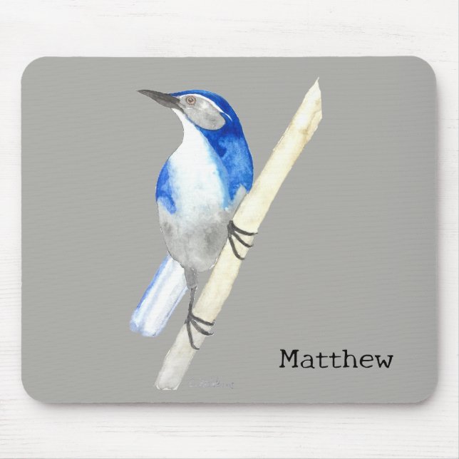 California SCrub Jay Musmatta (Framsidan)