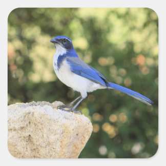 California SCrub Jay - Sticker Fyrkantigt Klistermärke