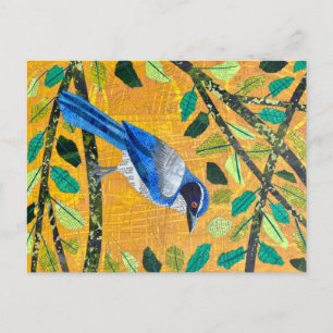 California SCrub Jay Vykort