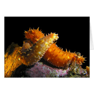 California Sea Cucumber Kärlek - kort