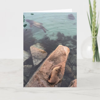 california sea life greeting card (blank inside)  kort