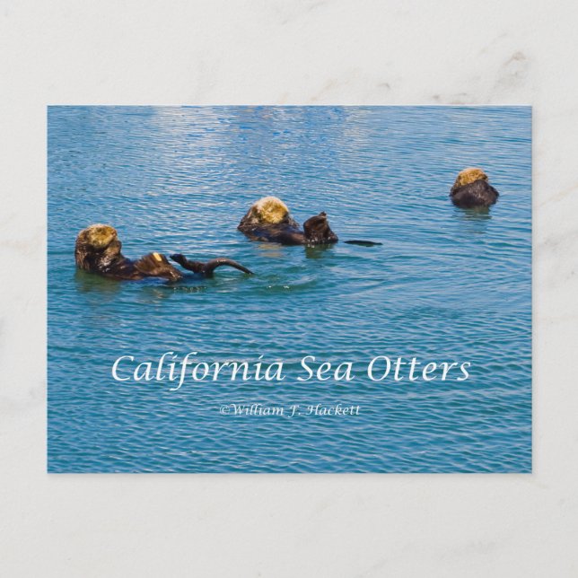 California Sea Otter California Products Vykort (Framsida)