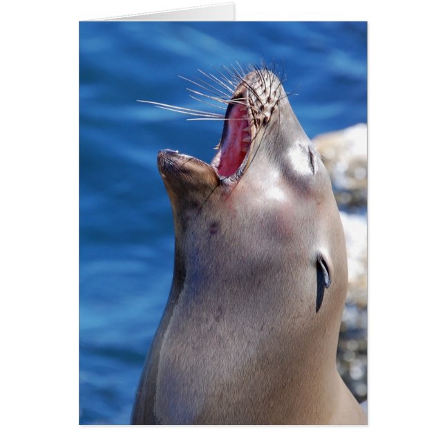 California Singing Seal Hälsningskort (Framsidan)