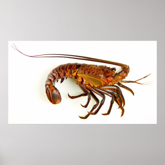 California Spiny Lobster Poster (Framsidan)