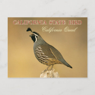 California State Bird - California Quail Vykort