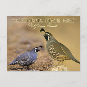 California State Bird - California Quail Vykort