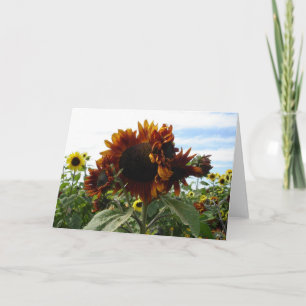 California Sunblommor Kort