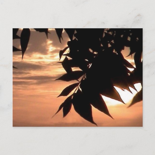 california sunset vykort (Framsida)