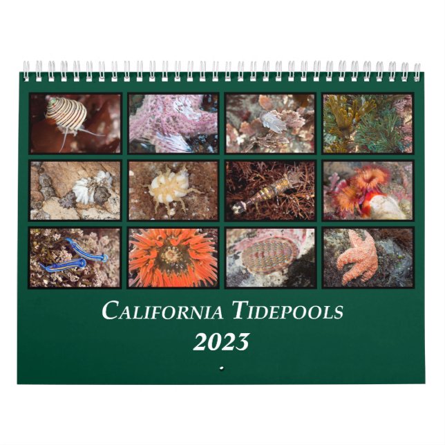 California Tidepools Calendar Kalender (Omslag)