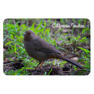 California Towhe Magnet