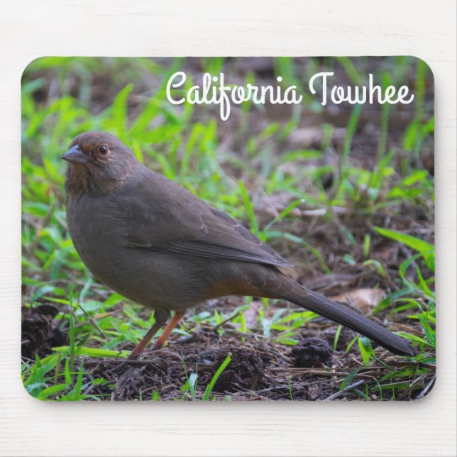 California Towhe Musmatta (Framsidan)