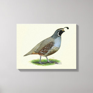 California Valley Quail Canvastryck