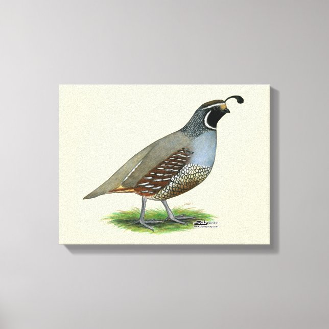 California Valley Quail Canvastryck (Framsida)