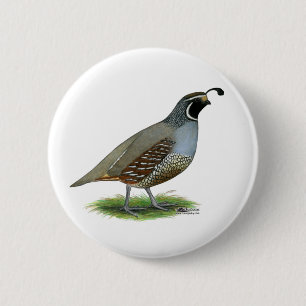 California Valley Quail Knapp