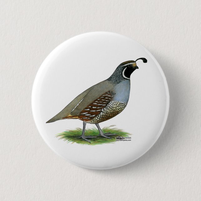 California Valley Quail Knapp (Framsida)