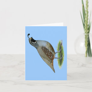 California Valley Quail Kort