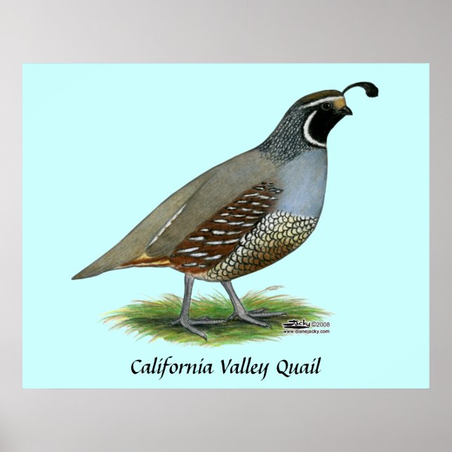 California Valley Quail Poster (Framsidan)