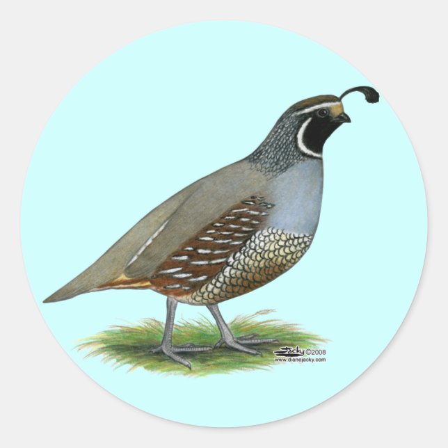 California Valley Quail Runt Klistermärke (Framsida)