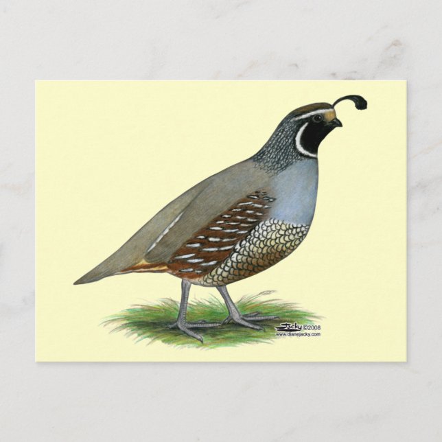 California Valley Quail Vykort (Framsida)