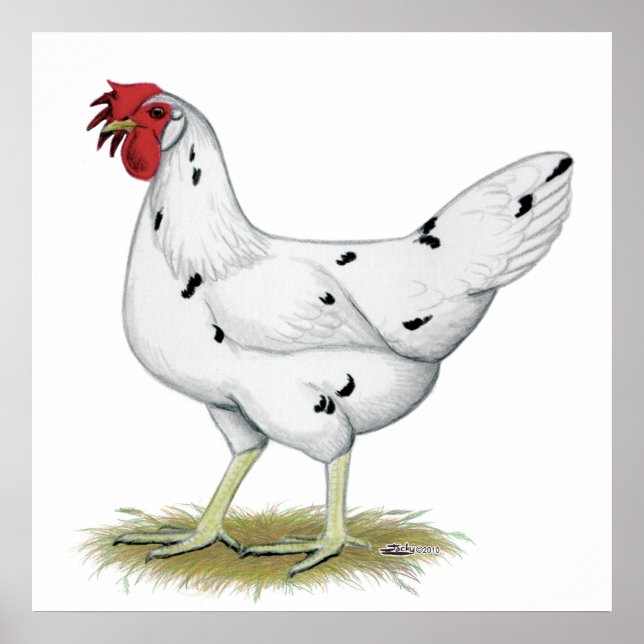 California White Hen Poster (Framsidan)